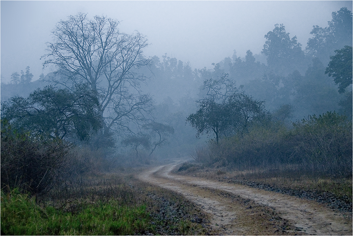 Foggy Morning